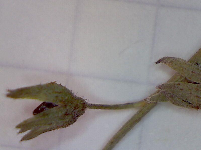 Woodland Forget-Me-Not photo 4