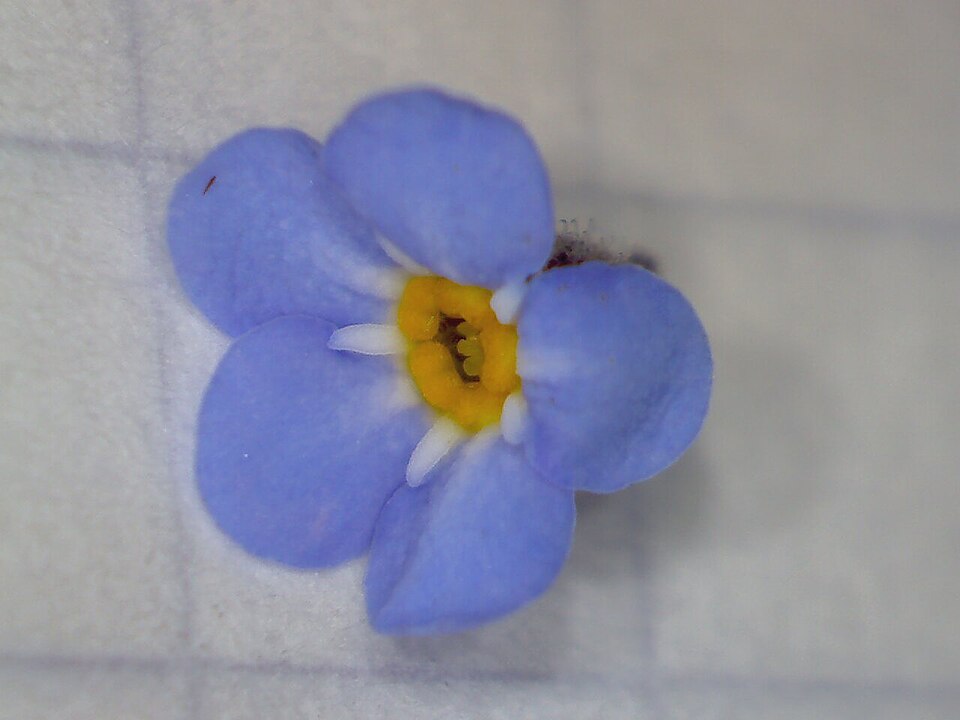 Woodland Forget-Me-Not photo 5