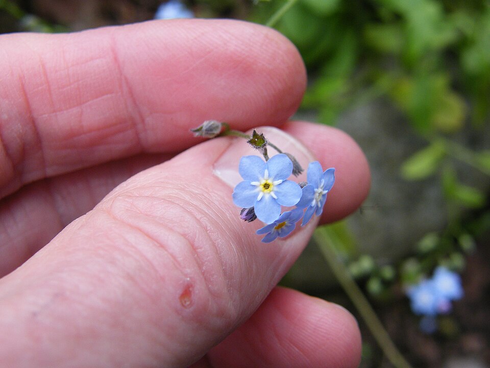Woodland Forget-Me-Not photo 6