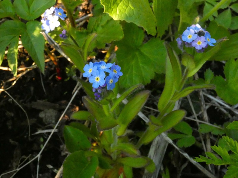 Myosotis sylvatica subsp. sylvatica