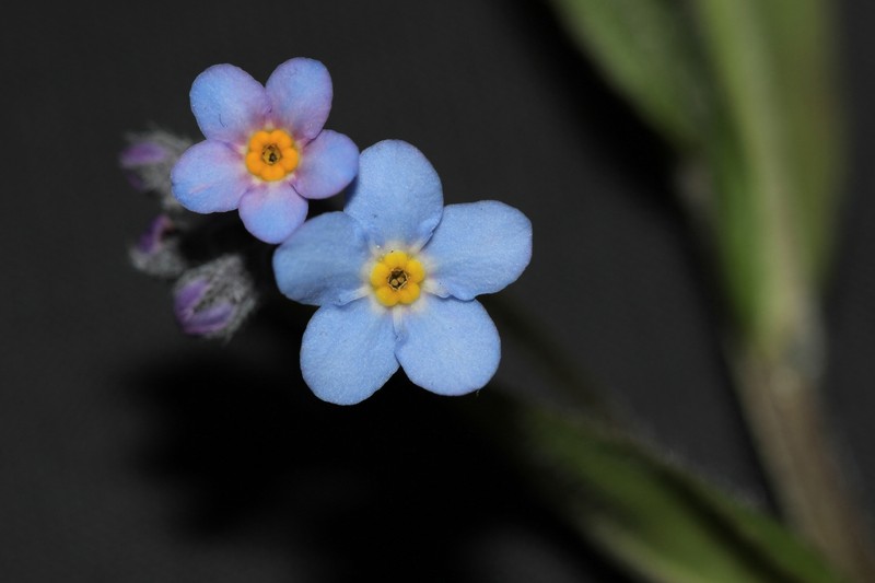 Myosotis sylvatica subsp. sylvatica photo 2