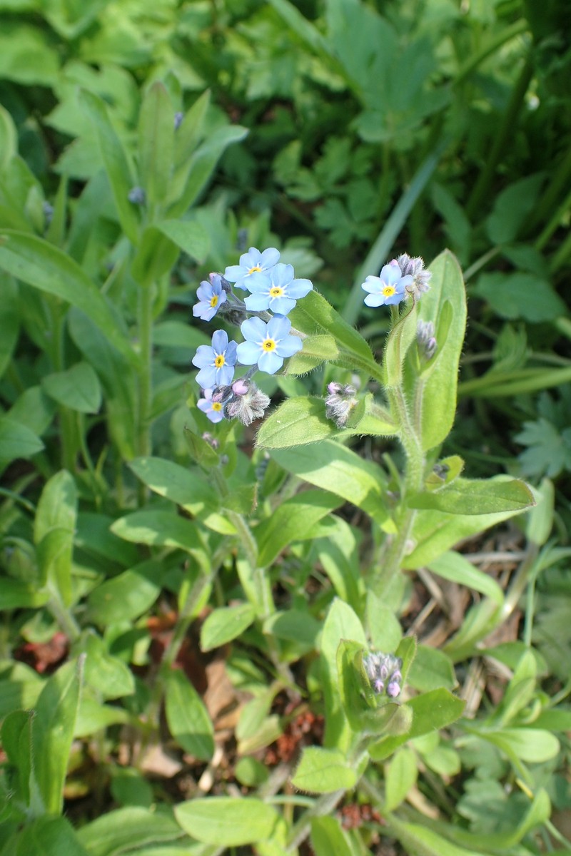 Myosotis sylvatica subsp. sylvatica photo 3