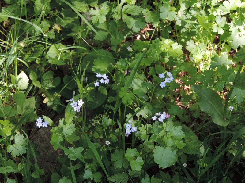 Myosotis sylvatica subsp. sylvatica photo 4