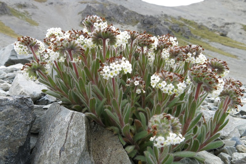 Myosotis traversii subsp. cantabrica