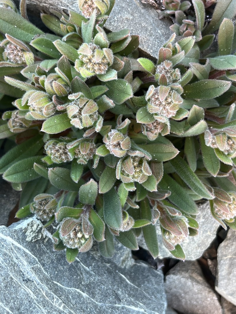 Myosotis traversii subsp. cantabrica photo 2