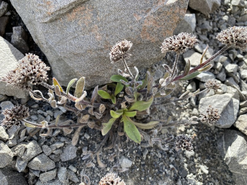 Myosotis traversii subsp. cantabrica photo 3