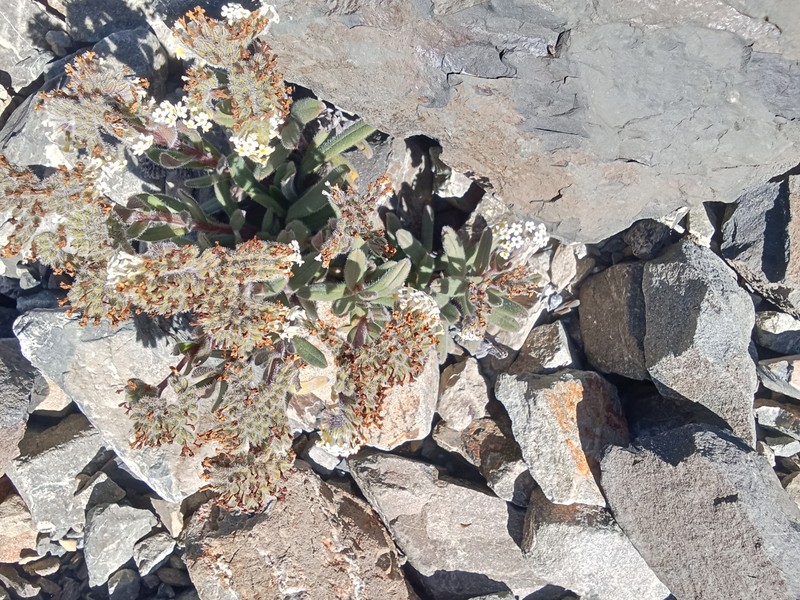 Myosotis traversii subsp. cantabrica photo 4