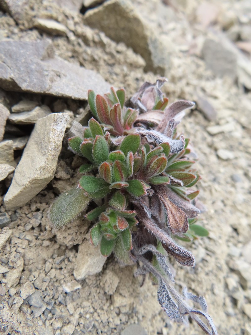 Myosotis traversii subsp. cantabrica photo 5