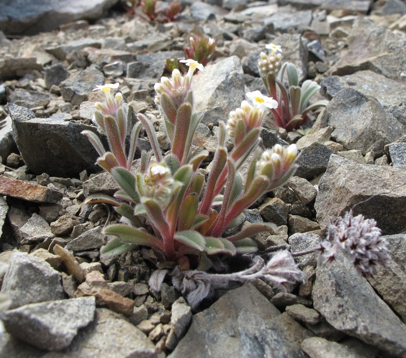 Myosotis traversii subsp. traversii