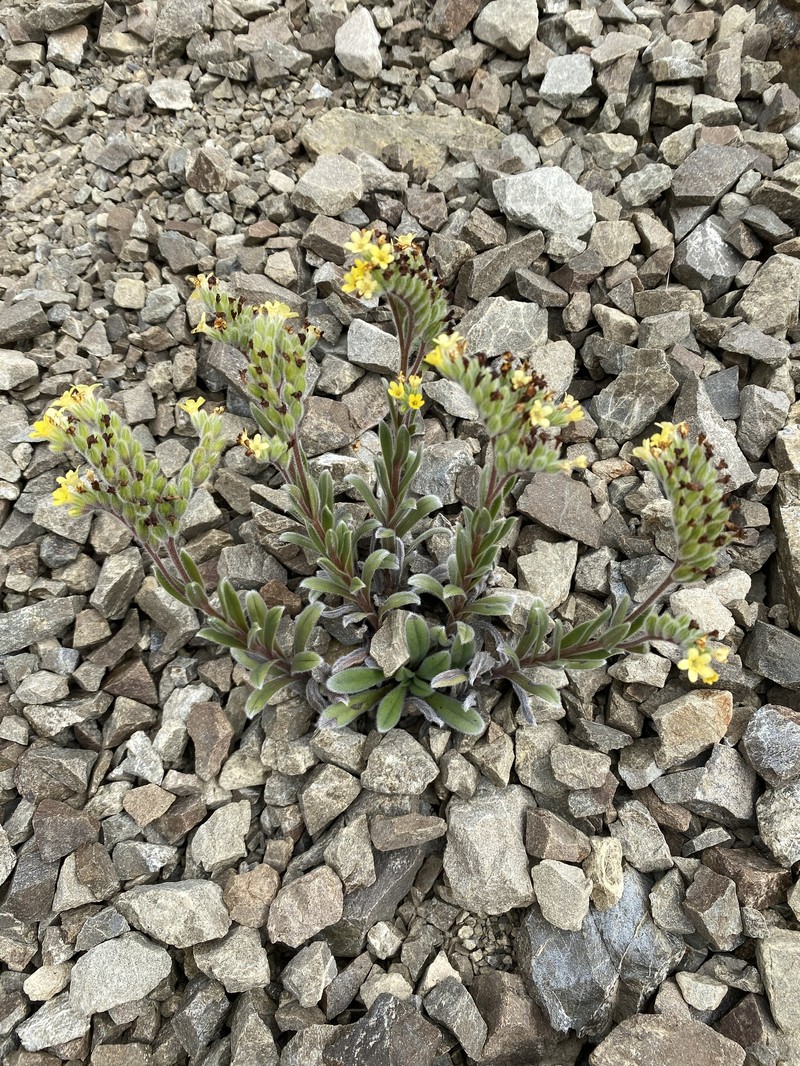 Myosotis traversii subsp. traversii photo 3