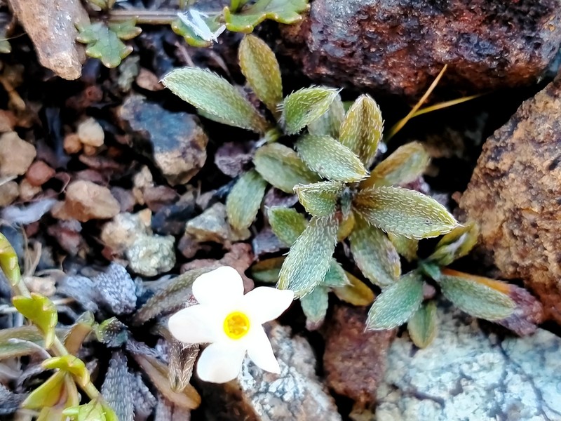 Myosotis ultramafica