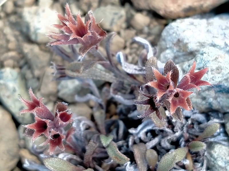 Myosotis ultramafica photo 4