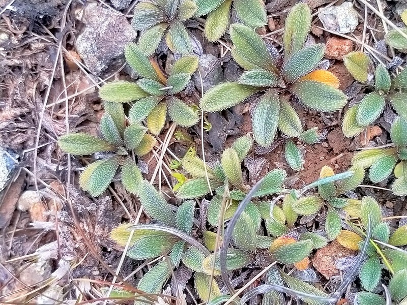Myosotis ultramafica photo 5