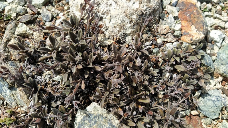 Myosotis ultramafica photo 6