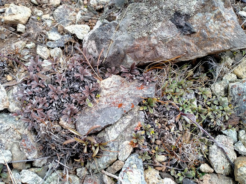 Myosotis ultramafica photo 7