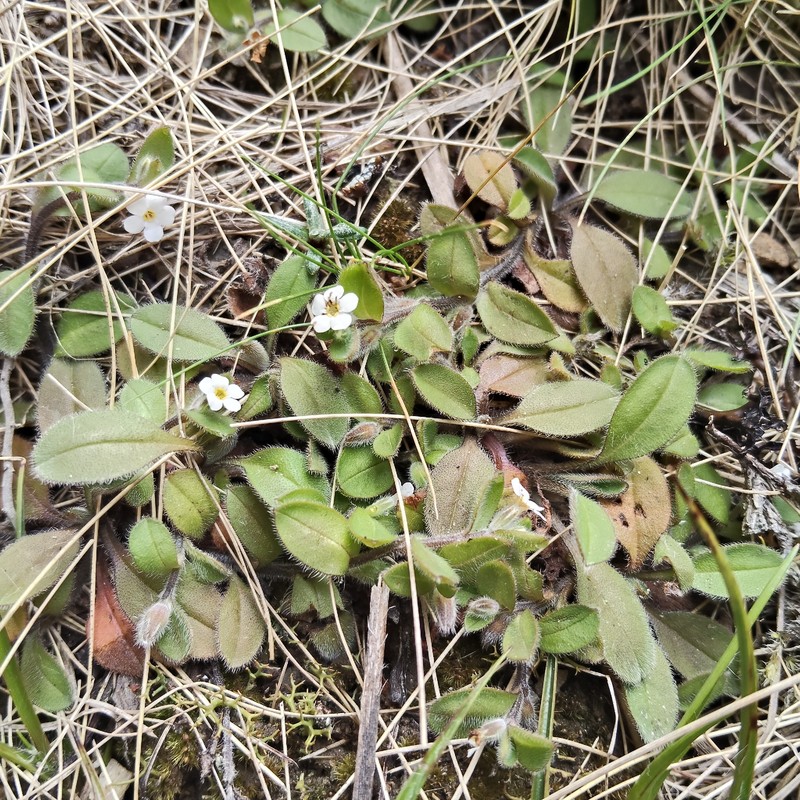 Myosotis umbrosa