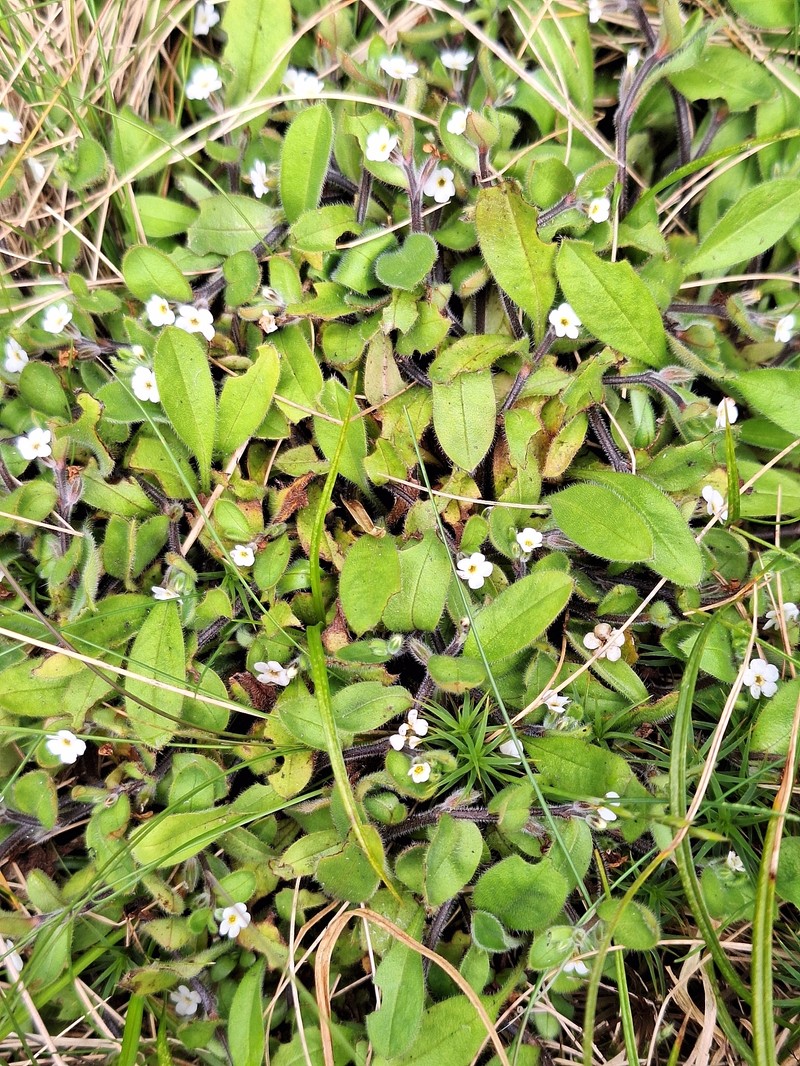 Myosotis umbrosa photo 2