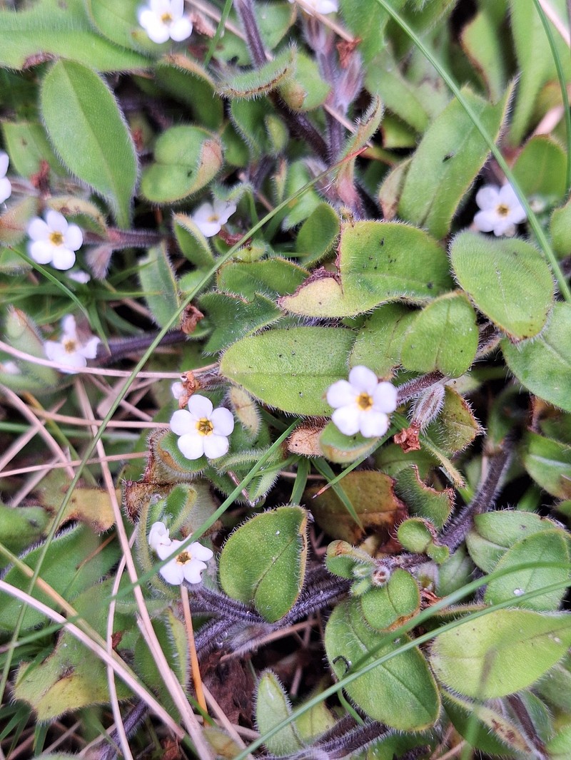 Myosotis umbrosa photo 3