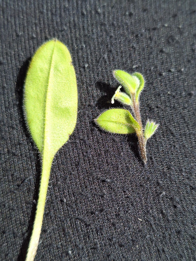 Myosotis umbrosa photo 5