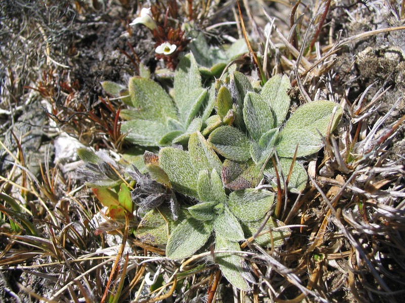 Myosotis venticola