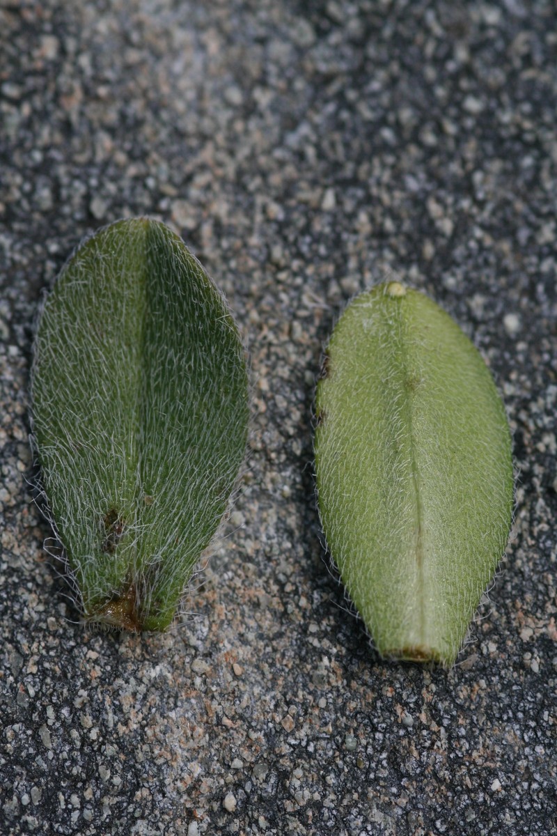 Myosotis venticola photo 2