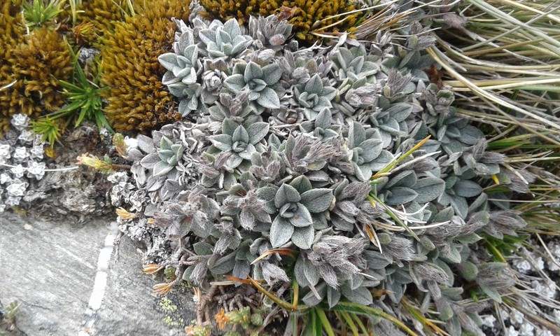 Myosotis venticola photo 3