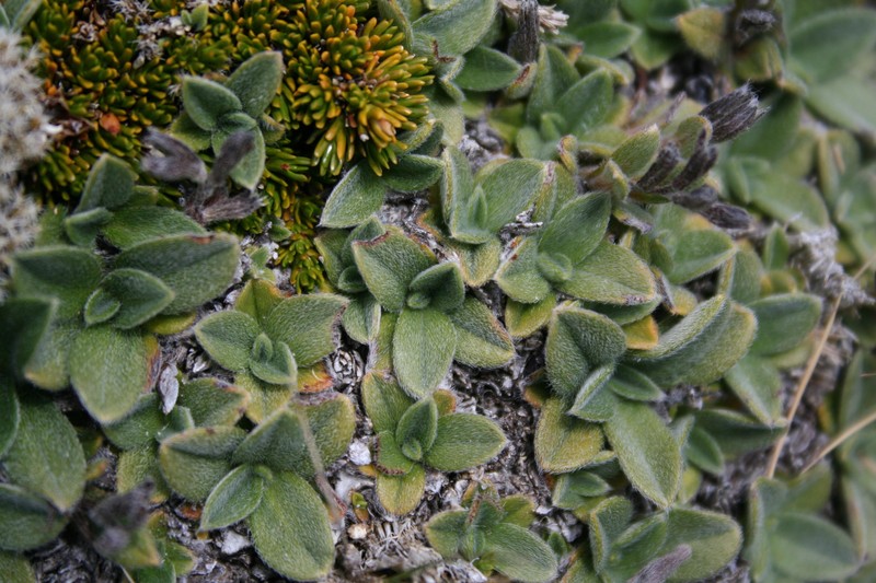 Myosotis venticola photo 4