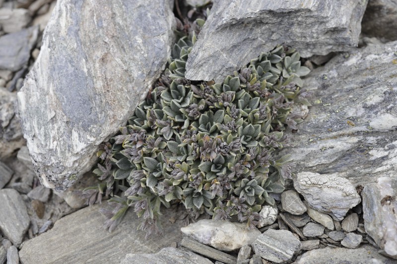 Myosotis venticola photo 5
