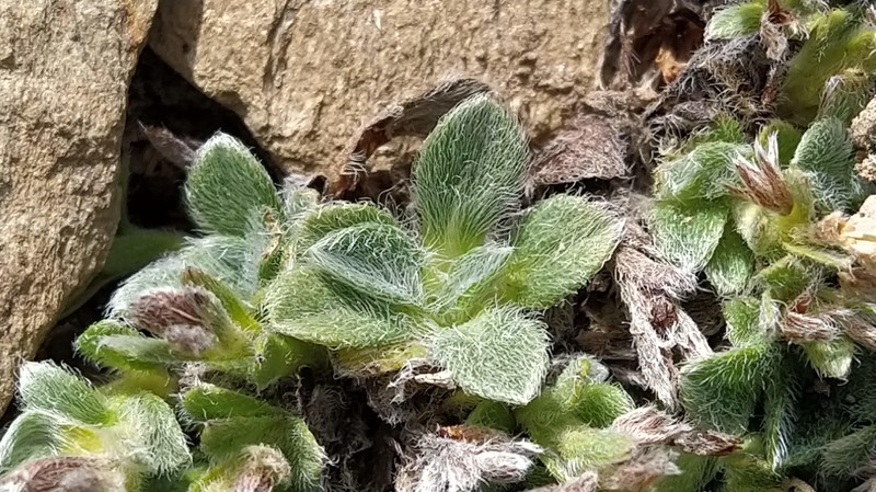Myosotis venticola photo 6
