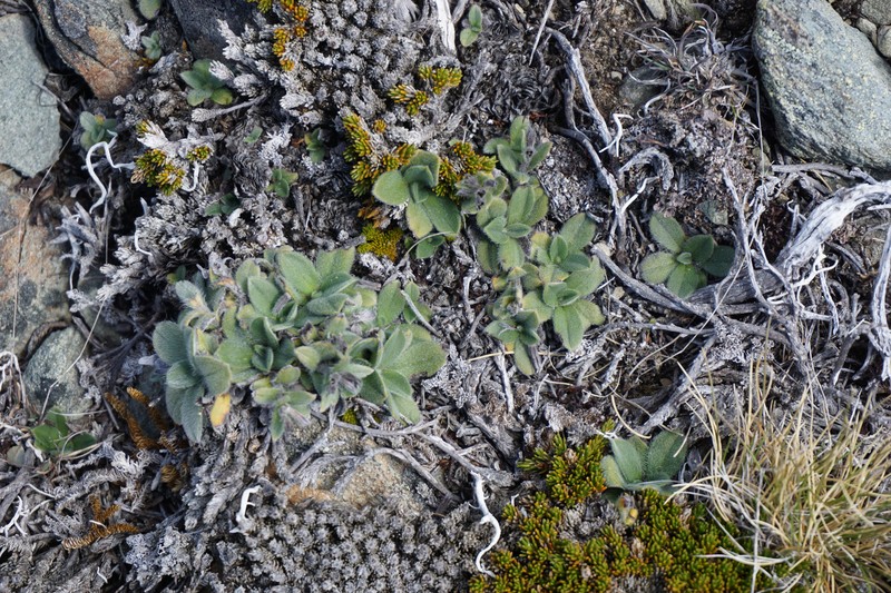 Myosotis venticola photo 7