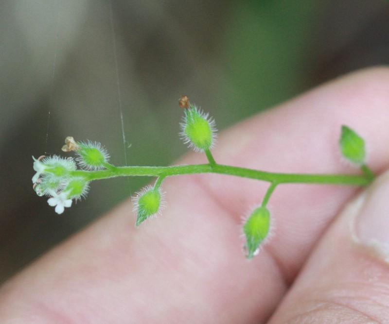 Spring Forget-Me-Not photo 2