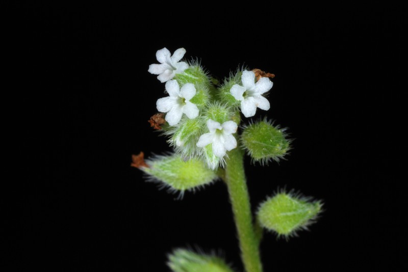 Spring Forget-Me-Not