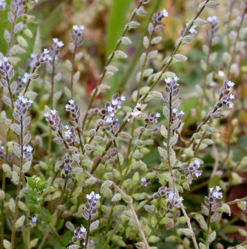 Spring Forget-Me-Not photo 3