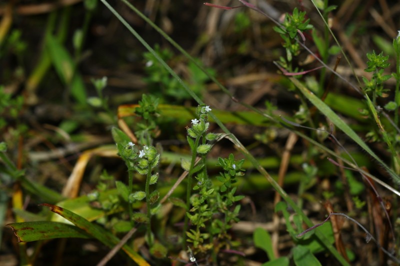 Spring Forget-Me-Not photo 5