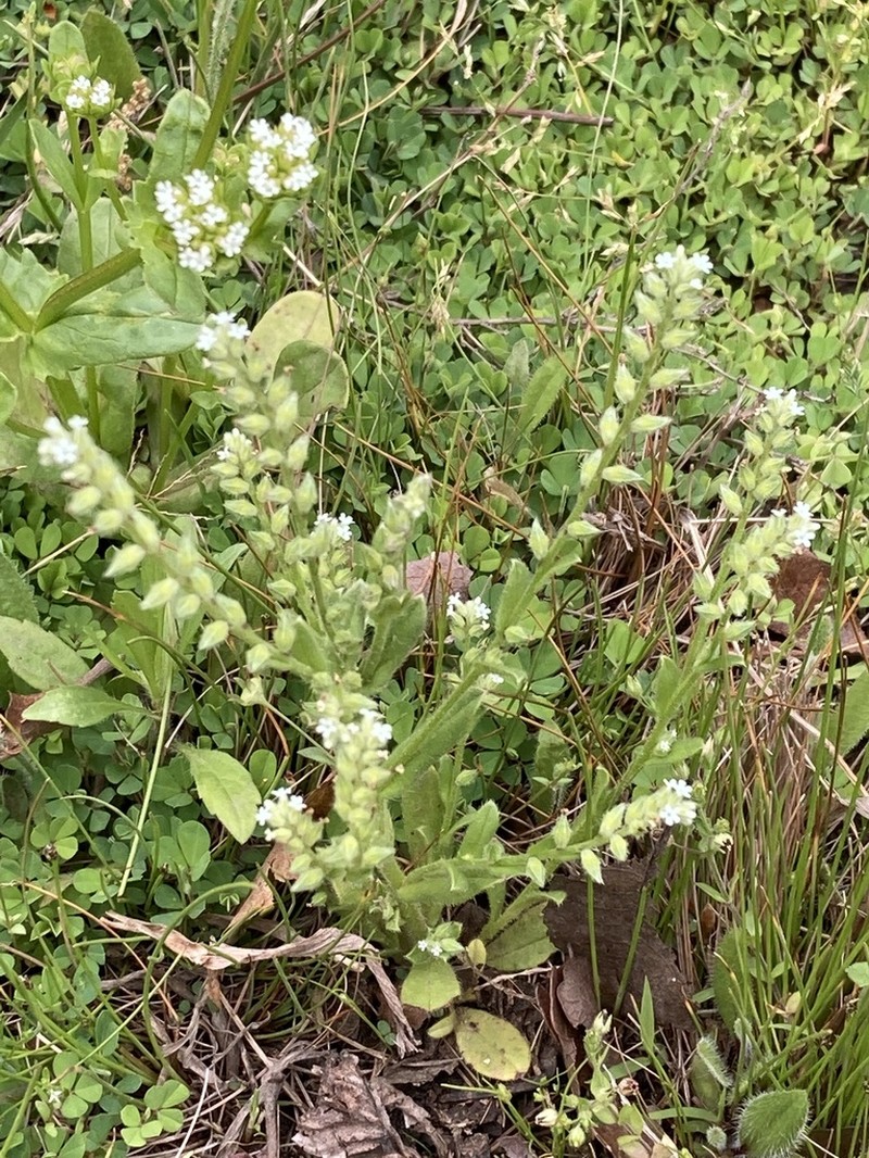 Spring Forget-Me-Not photo 6