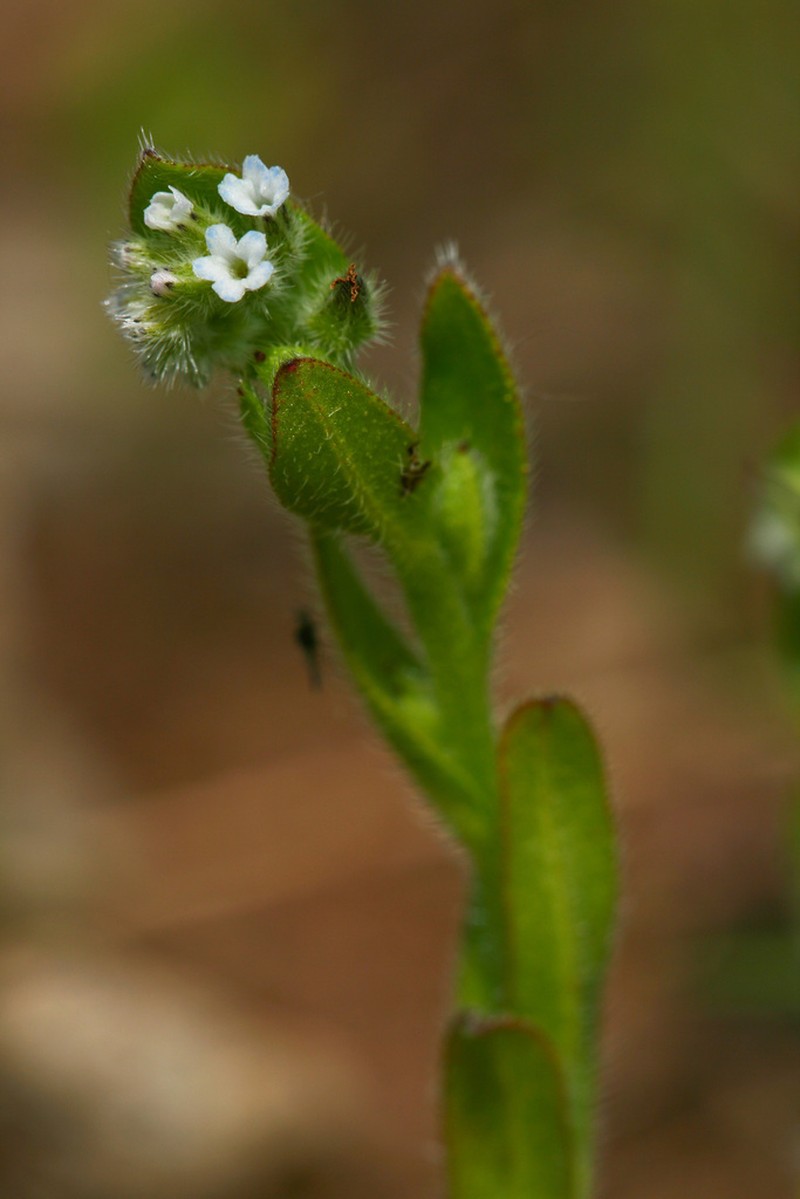 Spring Forget-Me-Not photo 8
