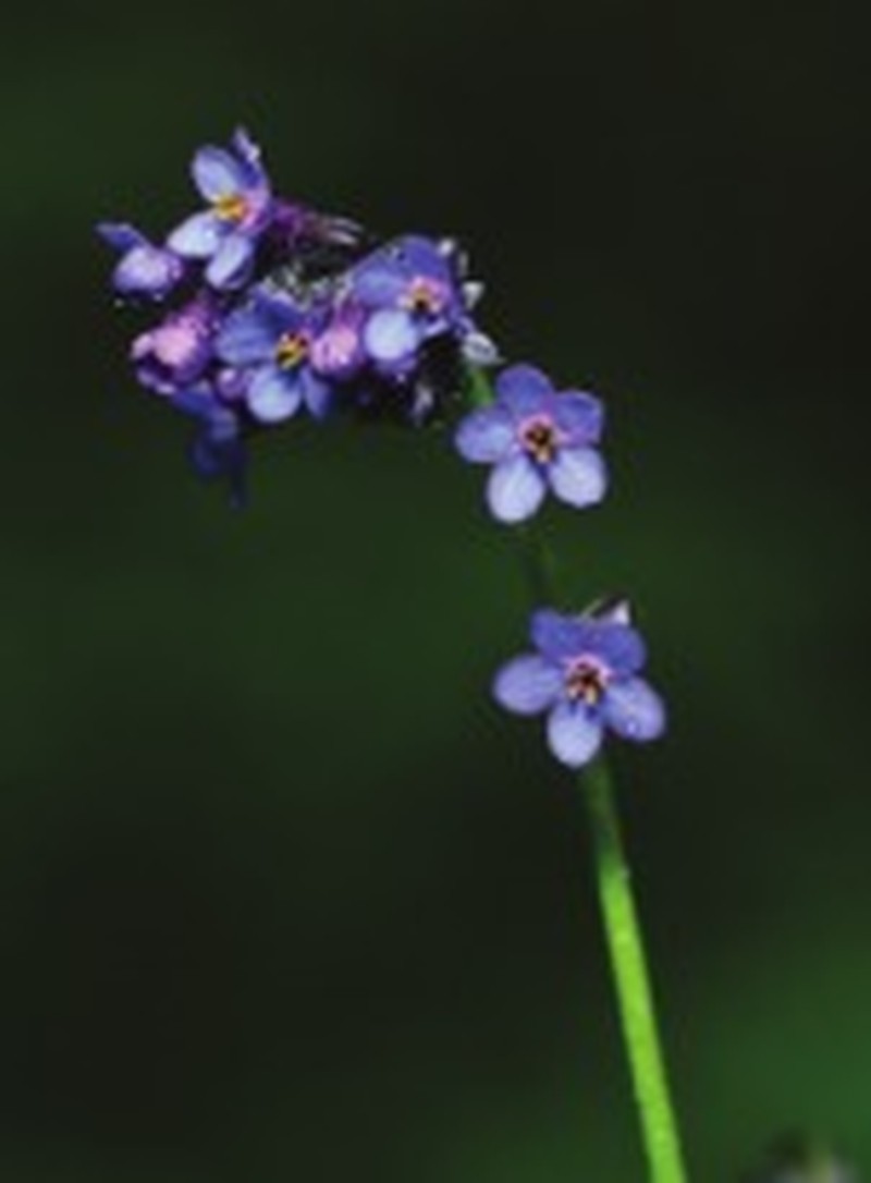 Myosotis wumengensis