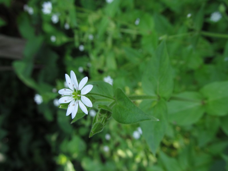 Giantchickweed photo 2