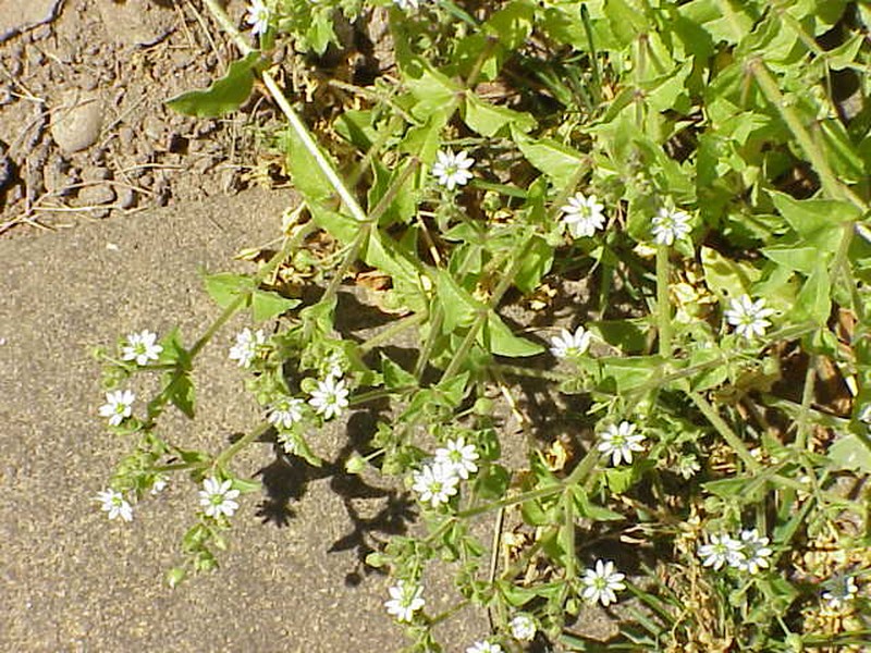 Giantchickweed photo 3
