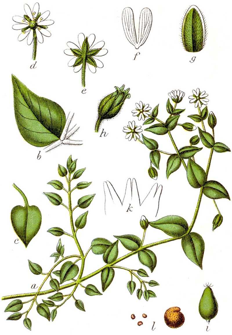Giantchickweed