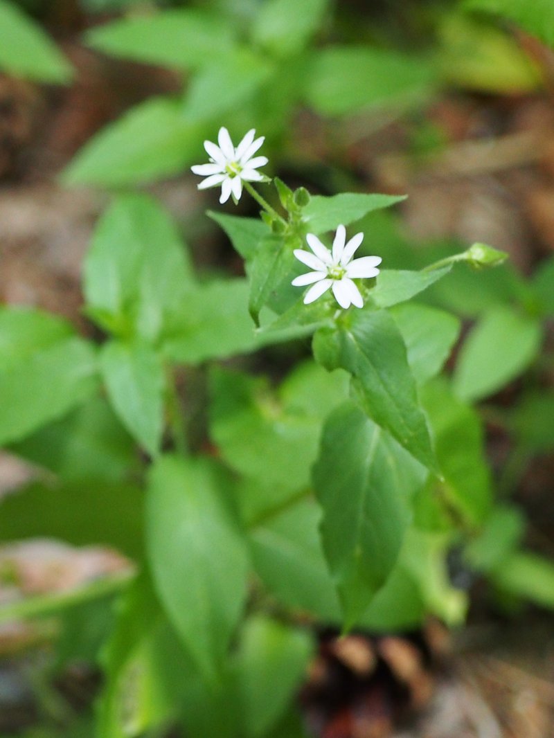 Giantchickweed photo 4