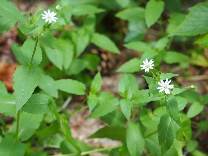 Giantchickweed photo 5