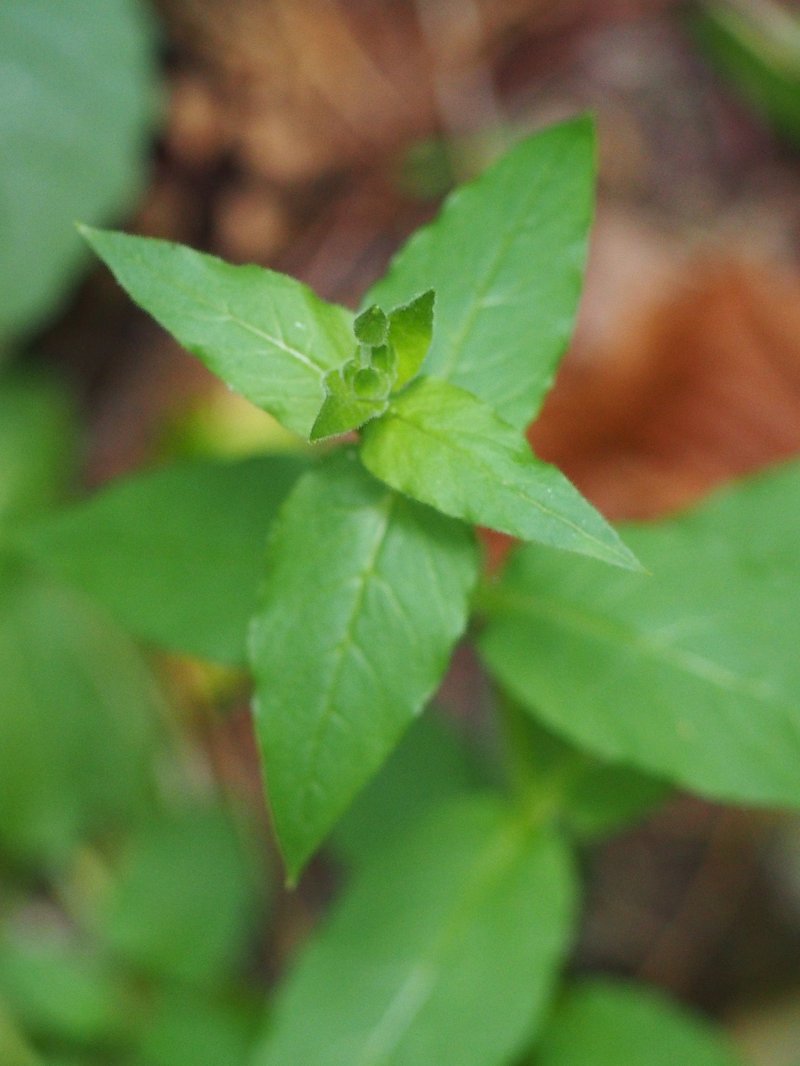Giantchickweed photo 6