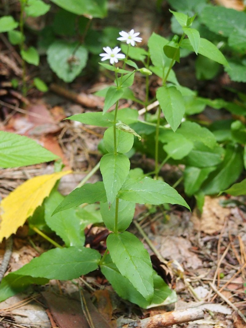 Giantchickweed photo 7