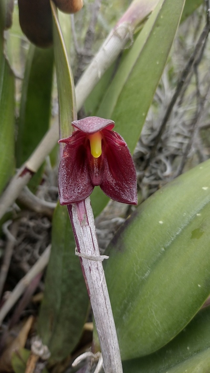 Myoxanthus anancusiensis