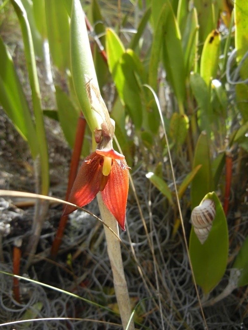 Myoxanthus oliviae