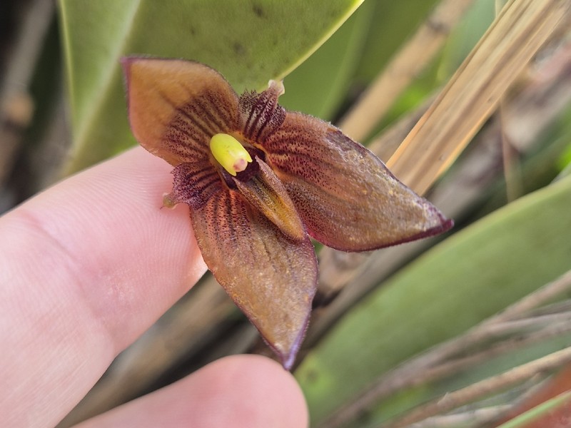 Myoxanthus oliviae photo 3