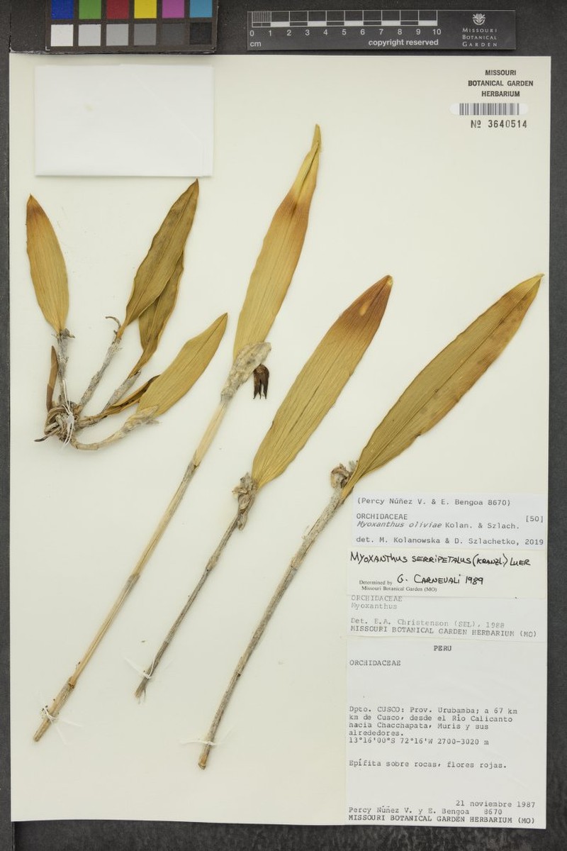 Myoxanthus oliviae photo 4