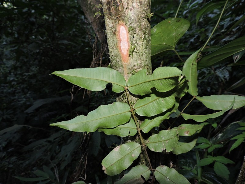 Myrceugenia basicordata