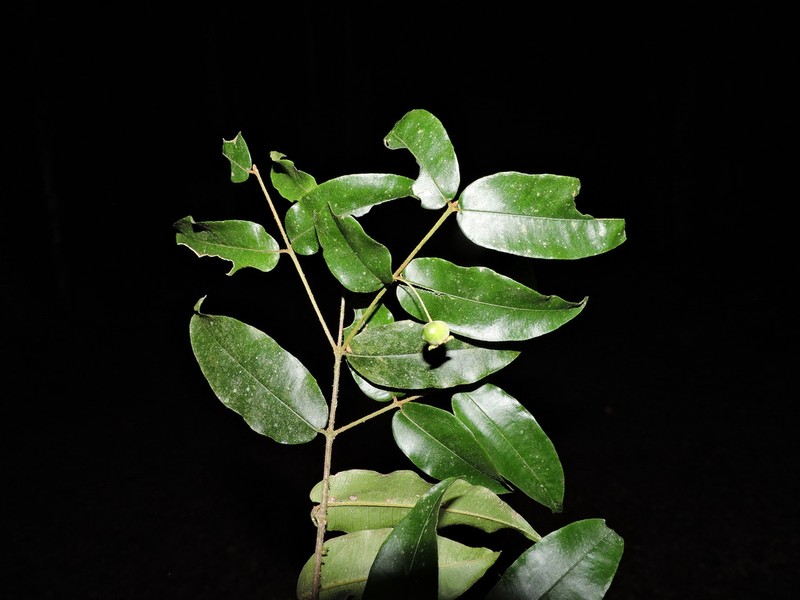 Myrceugenia basicordata photo 2